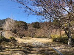 カワヅザクラ 　海の見える杜美術館2